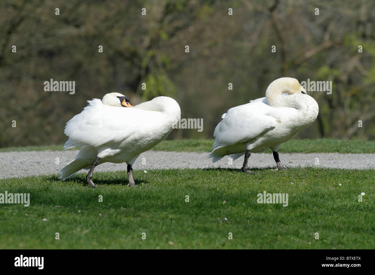 Mute Swan (Cygnus olor), two territorial males defending their breeding