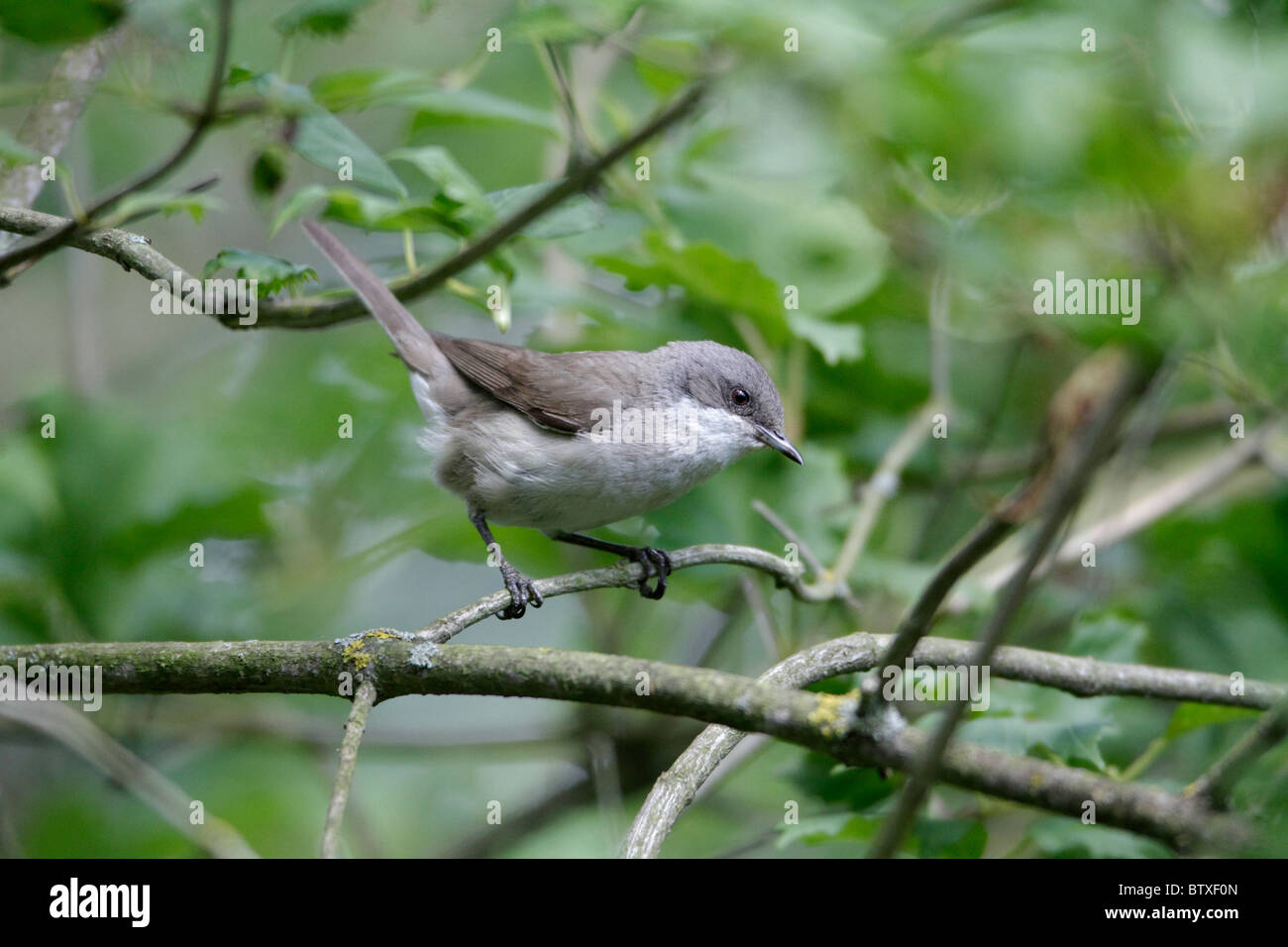Lesser Whitethroat (Sylvia curruca), perched on branch, Germany Stock Photo