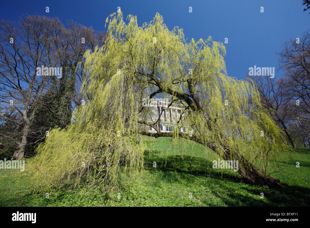 Weeping Willow Tree (salix alba var.), in park, springtime Germany Stock Photo