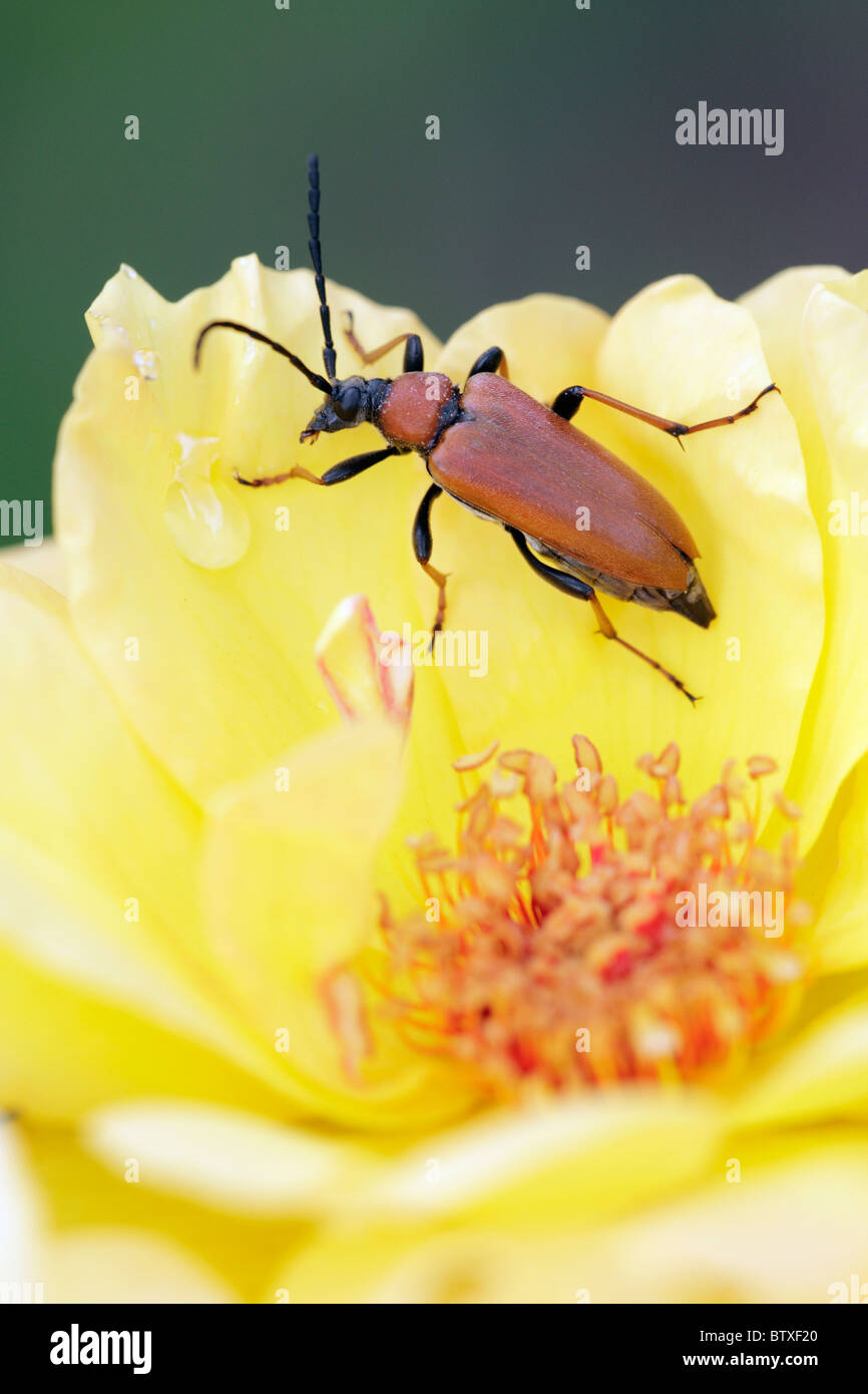 Long-horn Beetle (Leptura rubra), feeding on rose in garden, Germany Stock Photo