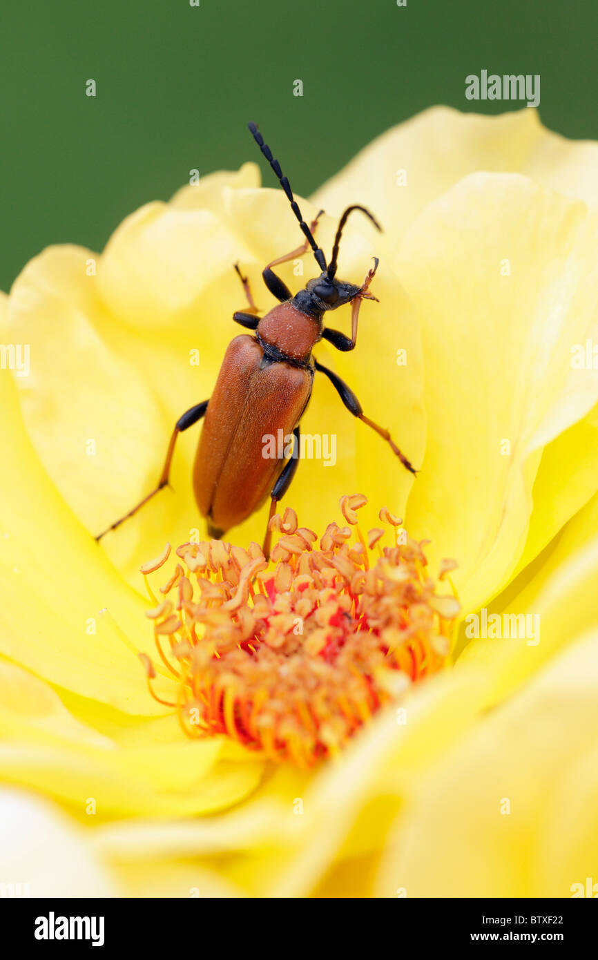 Long-horn Beetle (Leptura rubra), feeding on rose in garden, Germany Stock Photo