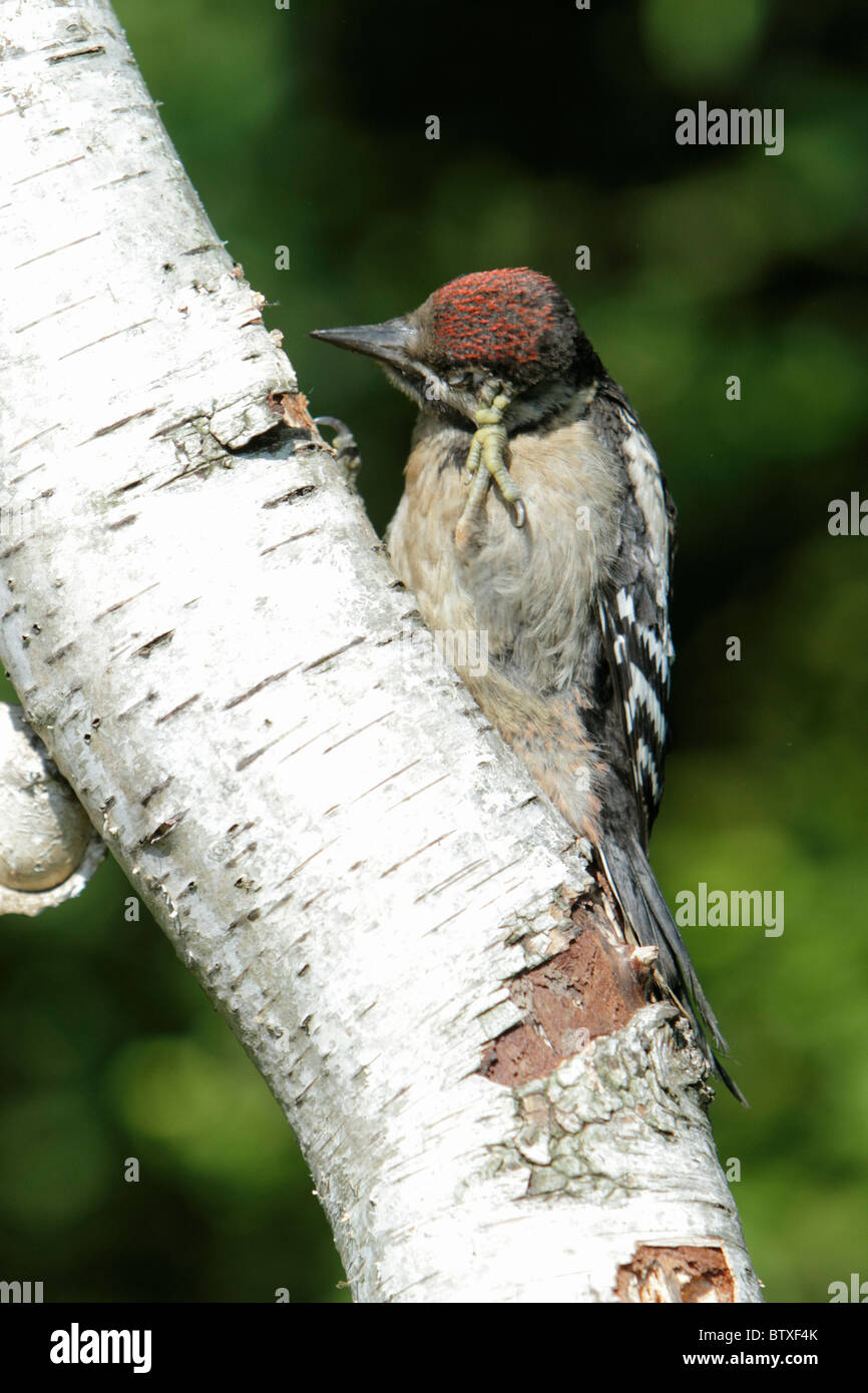 Great Spotted Woodpecker (Dendrocopos major), juvenile scratching its