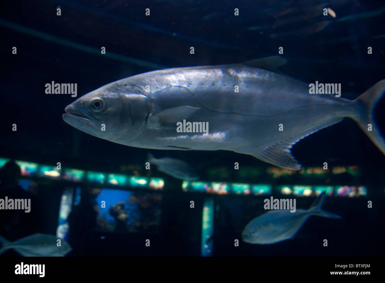 fish in the aquarium,barcelona,spain Stock Photo