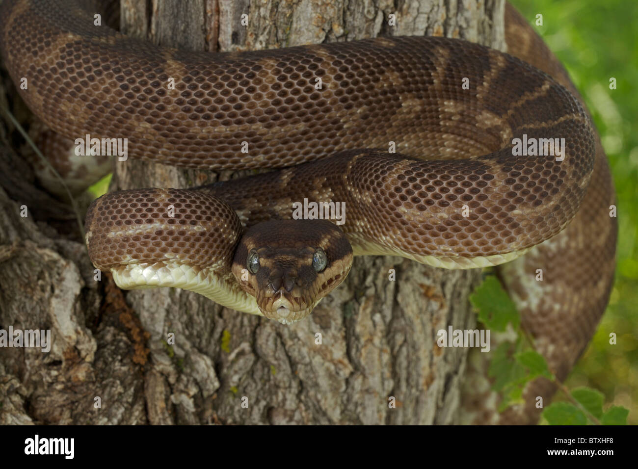 Rough-scaled Python (Morelia carinata) Defensive posture - Australia ...