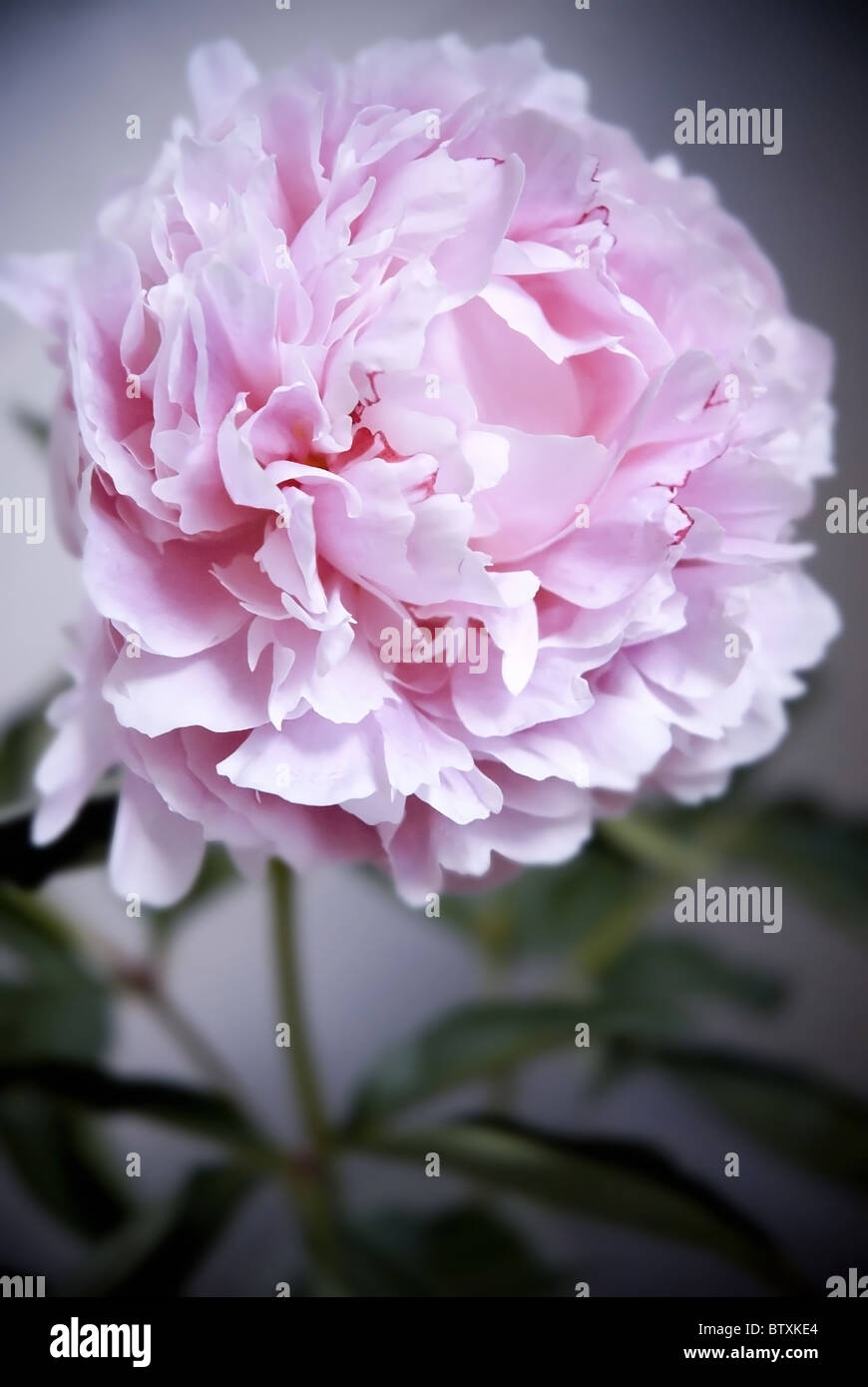 pink peony flower Stock Photo