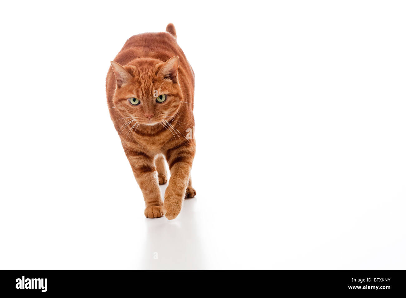 An orange tabby cat walking toward the camera on an isolated white  background Stock Photo - Alamy