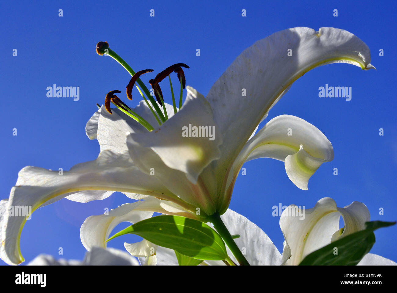 beautiful white lily Stock Photo - Alamy