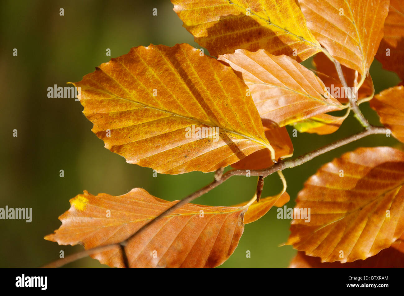 A lovely golden Beech leaf in autumn Stock Photo - Alamy