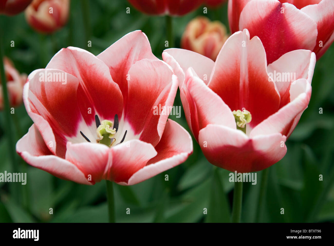 Triumph tulip leen van der mark hi-res stock photography and images - Alamy