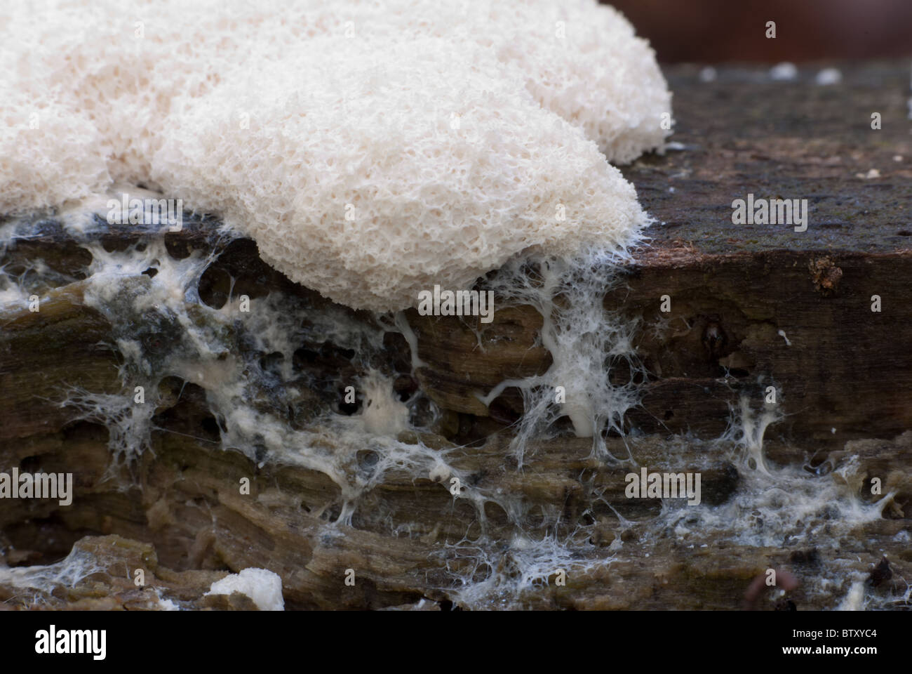 A white slime mould moving across a log. Stock Photo