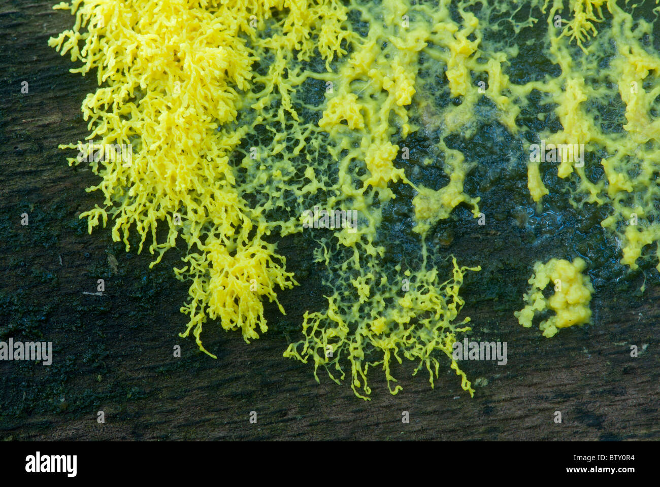 Yellow Slime mould Stock Photo