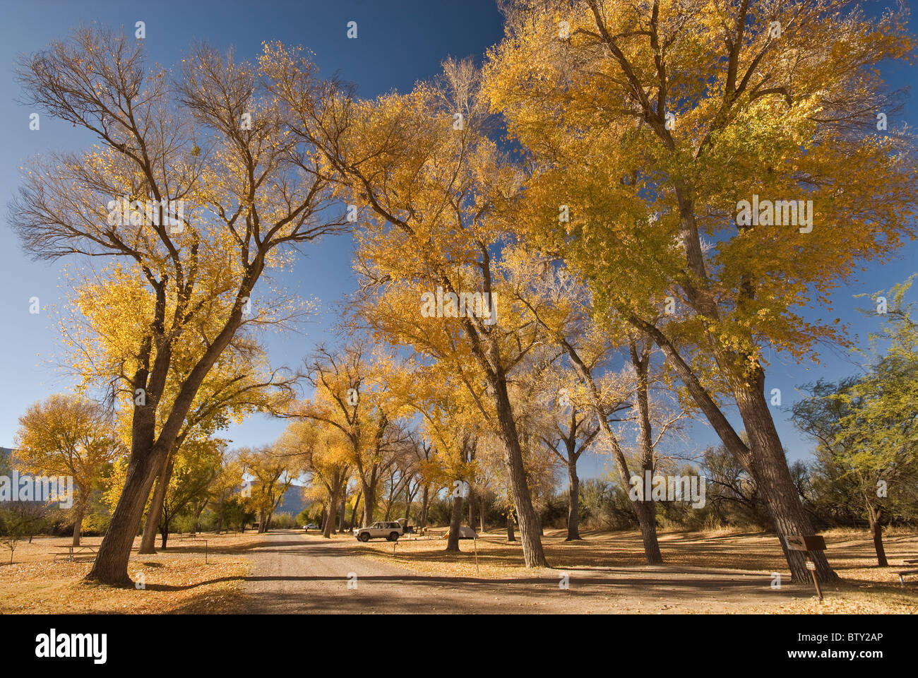 Cottonwood trees in late December at Cottonwood Campground, Chihuahuan