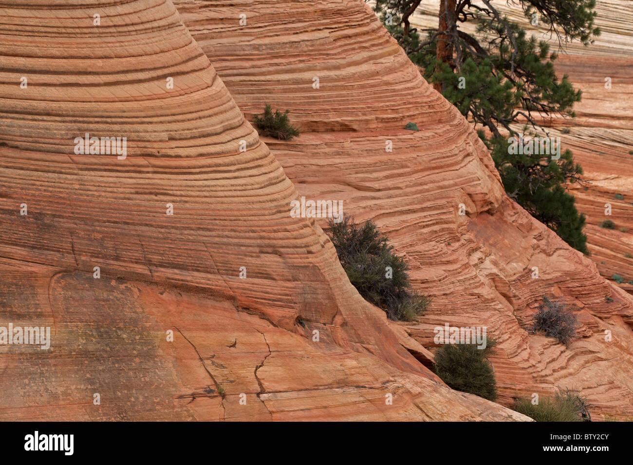 Zion National Park - Utah - USA - Showing cross-bedded layers in sandstone Stock Photo