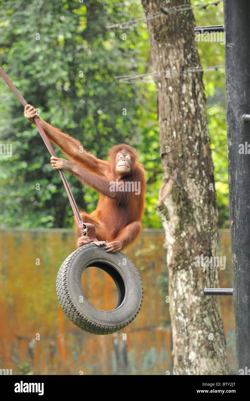 ape-picture-of-a-orang-utan-swinging-on-a-tyre-swing-at-full-speed-BTY2JT.jpg