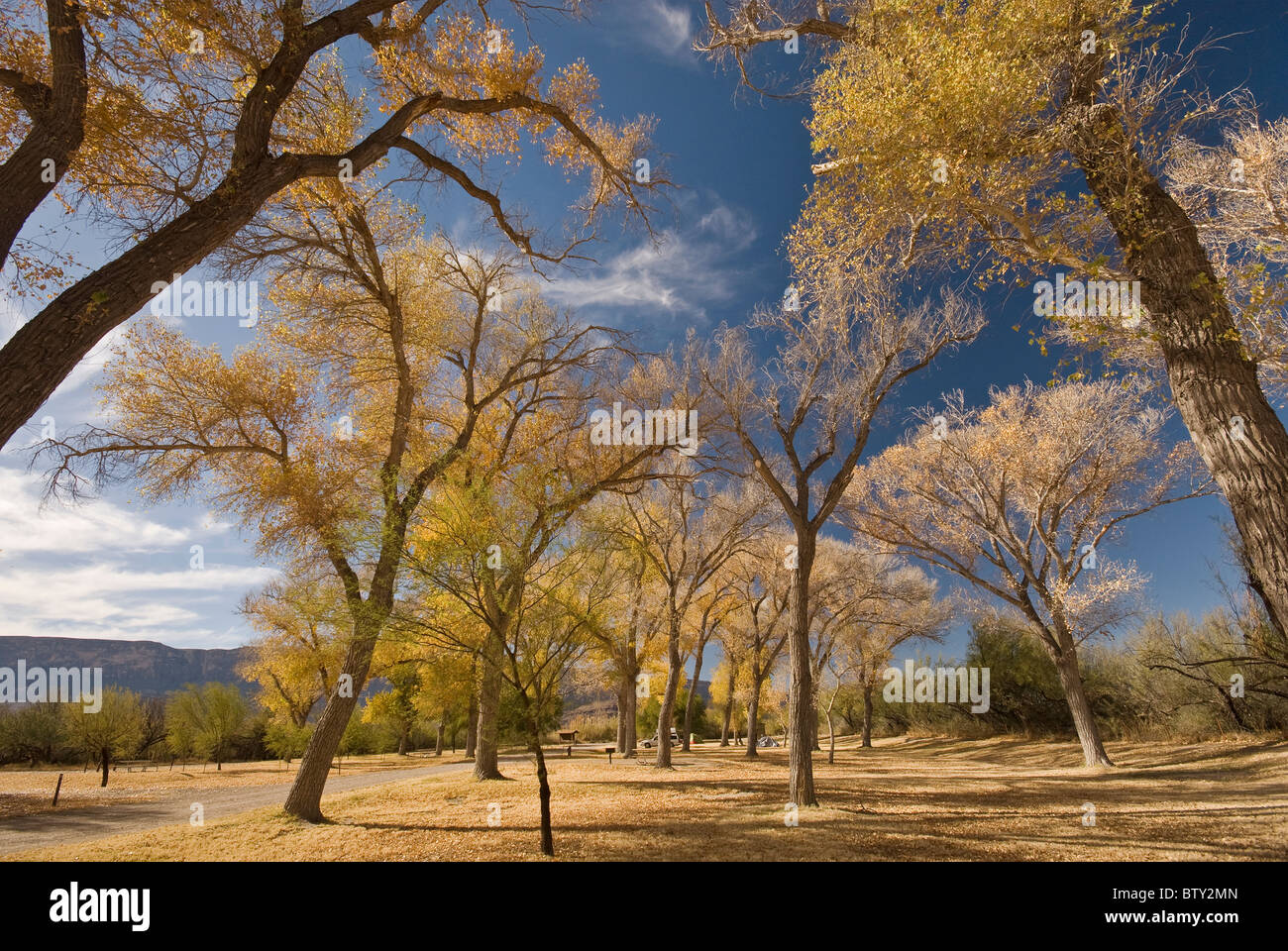 Cottonwood trees in late December at Cottonwood Campground, Chihuahuan