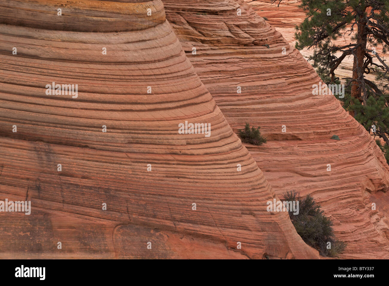Zion National Park - Utah - USA - Showing cross-bedded layers in sandstone Stock Photo