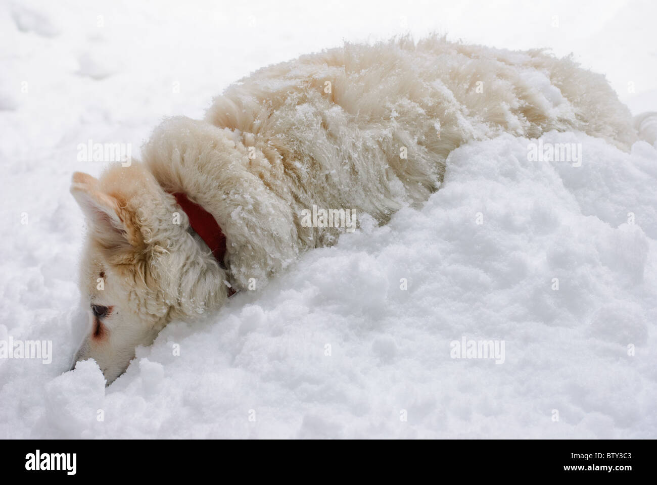 American Eskimo dog lying nose buried in snow Stock Photo