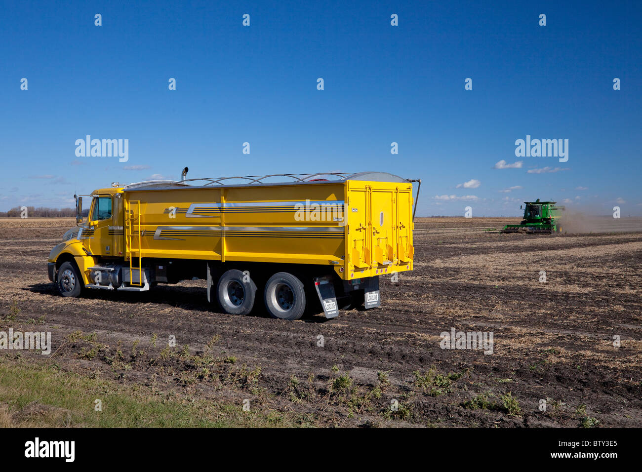 Combine harvester harvesting beans on the Froese farm near Winkler, Manitoba, Canada. Stock Photo