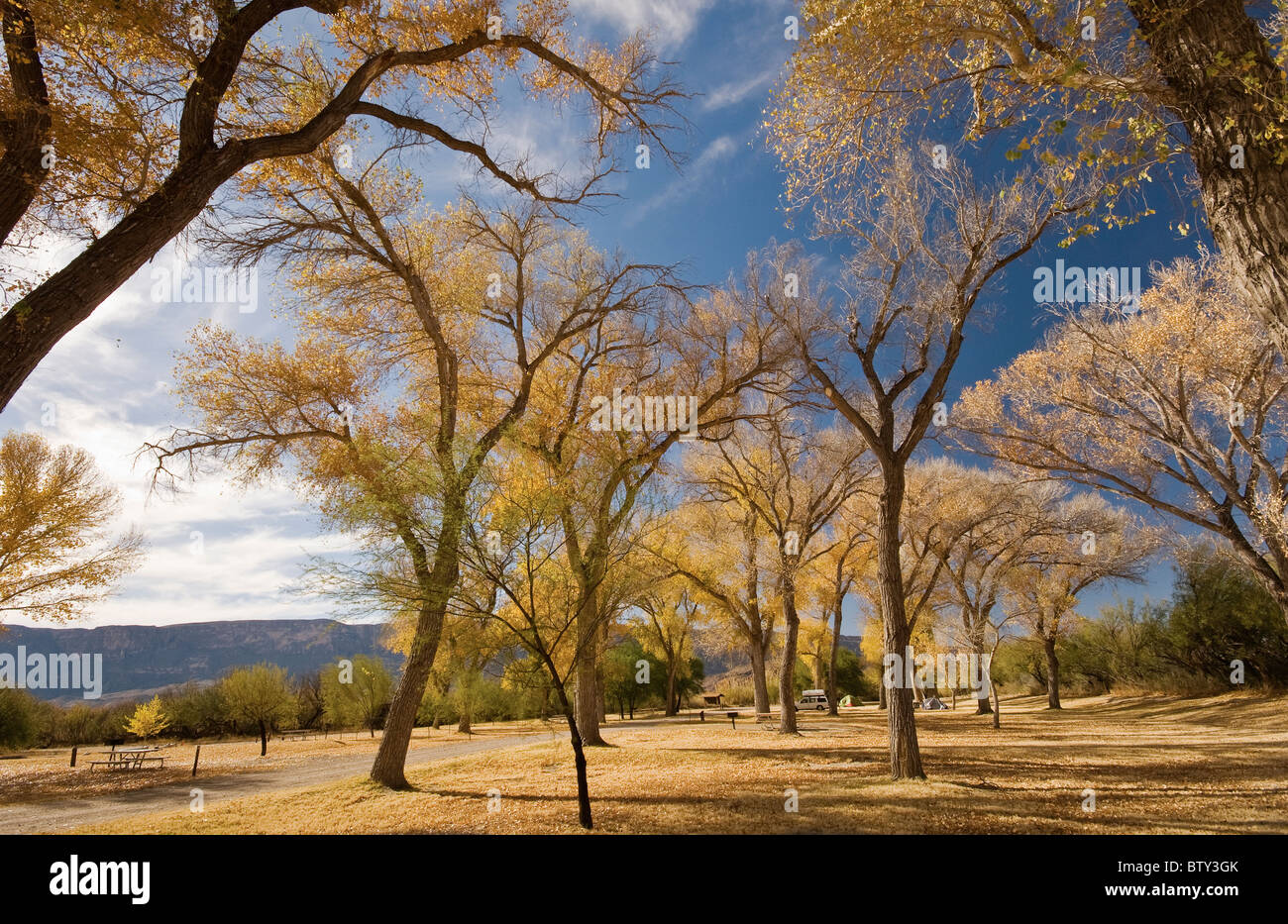 Cottonwood Tree Winter Stock Photos & Cottonwood Tree Winter Stock