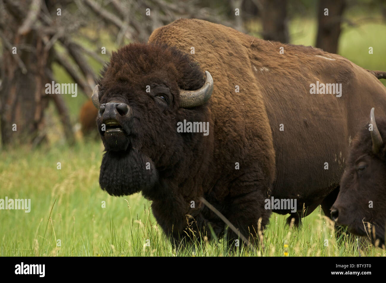 American Bison (Bison bison) Wyoming Male in rut Commonly called buffalo Stock Photo Alamy