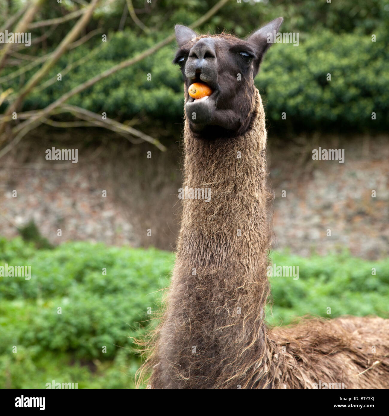 Llama Eating High Resolution Stock Photography and Images Alamy