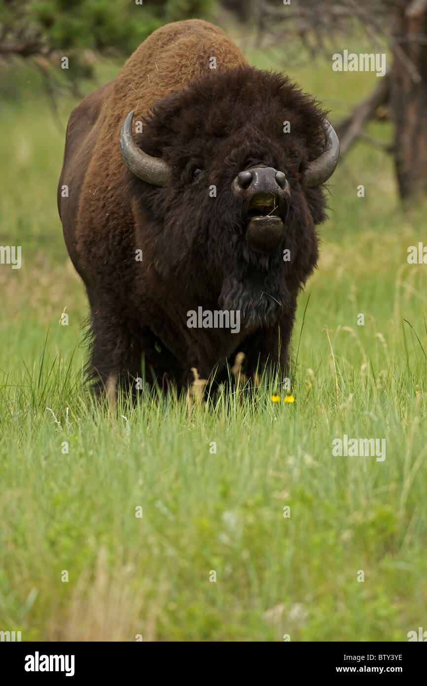 American Bison (Bison bison) Wyoming - Male in rut - Commonly called buffalo Stock Photo