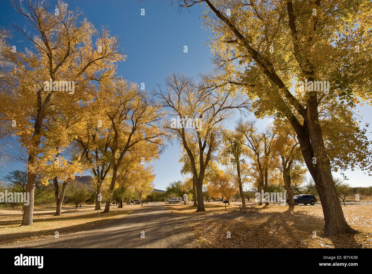 Cottonwood trees in late December at Cottonwood Campground, Chihuahuan