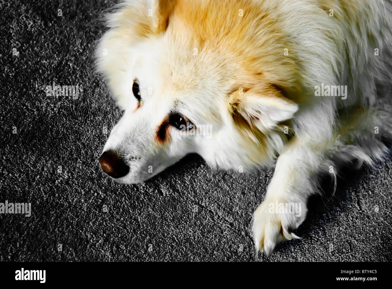 American Eskimo dog lying down Stock Photo