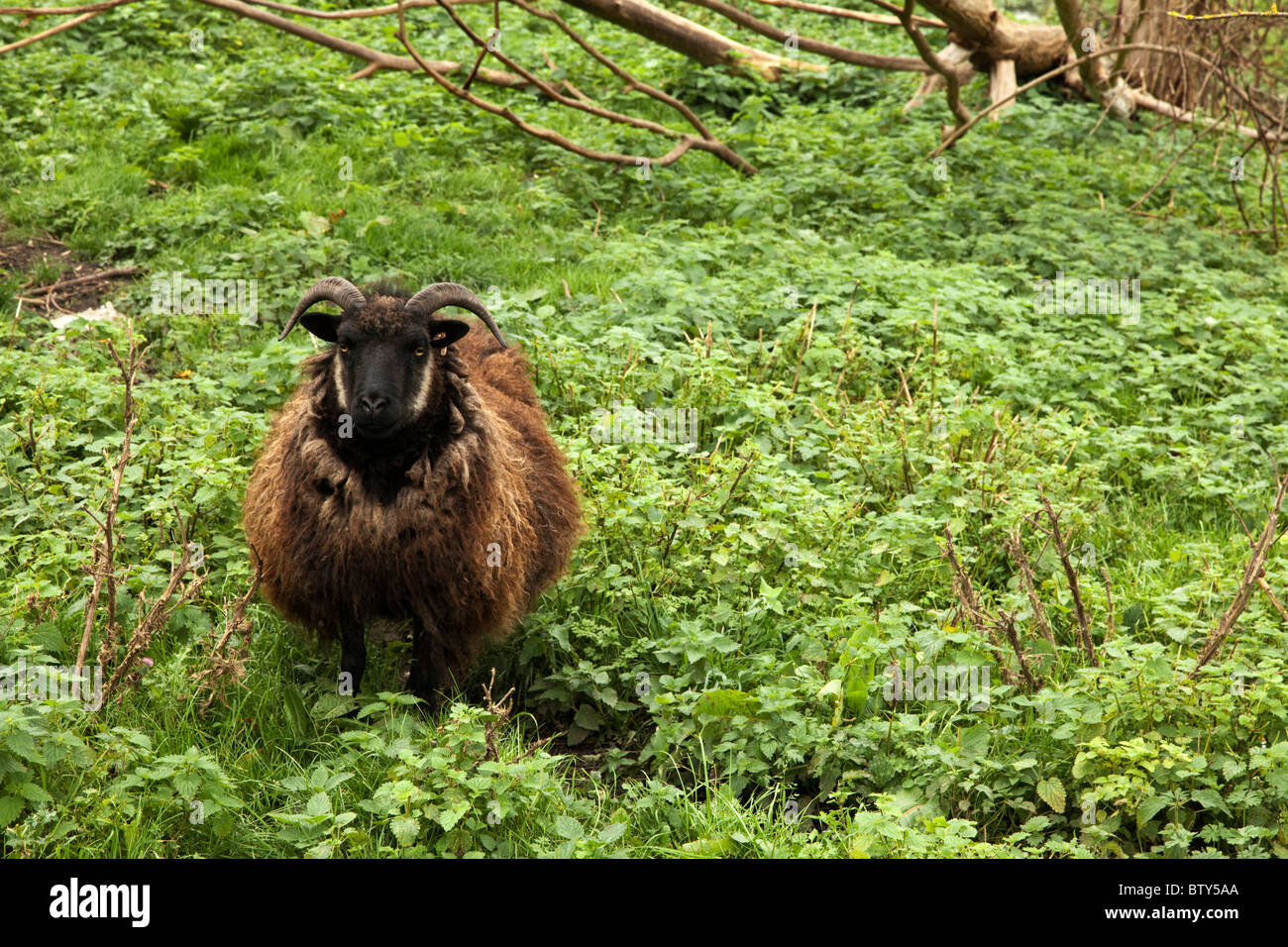 Hebridean Sheep Stock Photo - Alamy