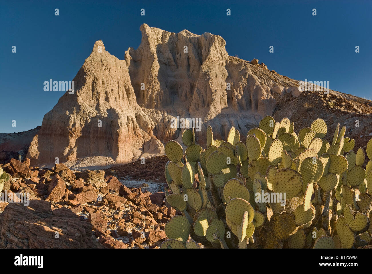 Prickly pear cactus at lava rocks and tuff ash volcanic formations in Cerro Castellan area, Big Bend National Park, Texas, USA Stock Photo
