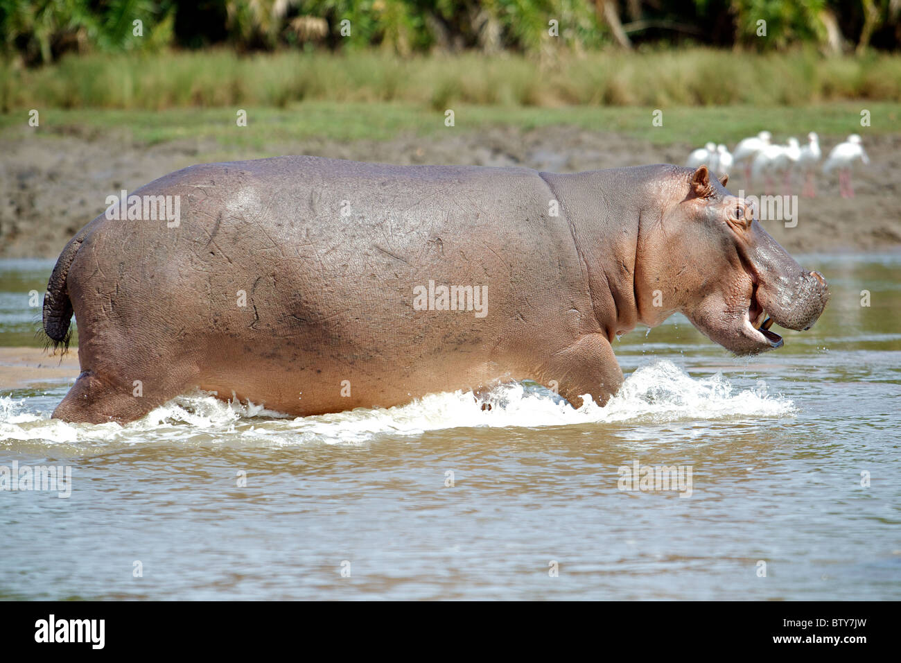 HIPPOPOTAMUS ( Hippopotamus Ampibius ) Saadani National Park Tanzania Stock Photo