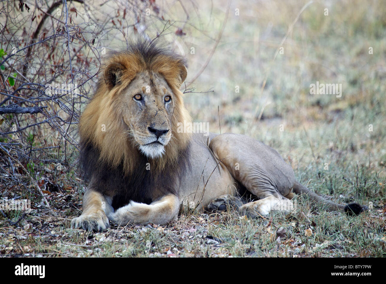 MALE AFRICAN LION ( Panthera Leo ) Saadani National Park Tanzania Stock Photo