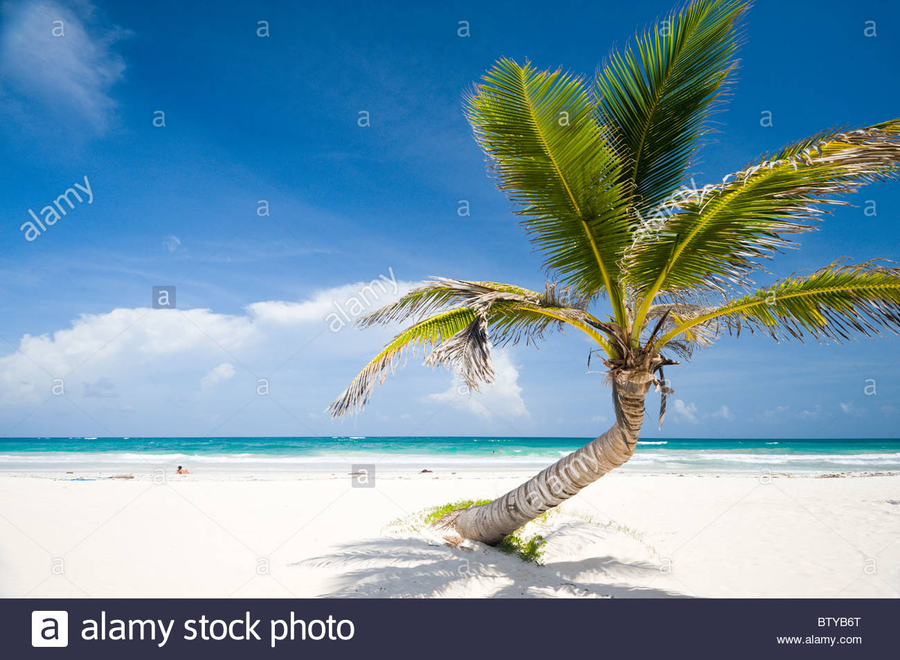 Palm Trees Beach Mexico Stock Photos & Palm Trees Beach Mexico Stock