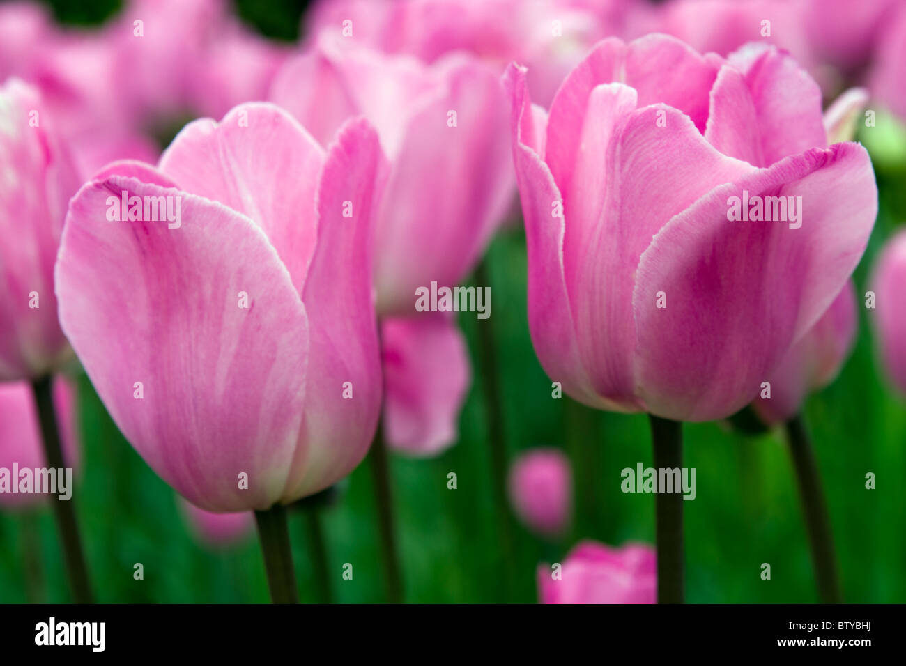 Rosalie tulips in the Keukenhof at Lisse the Netherlands. Type of flower: tulip, triumph Name: Rosalie Stock Photo