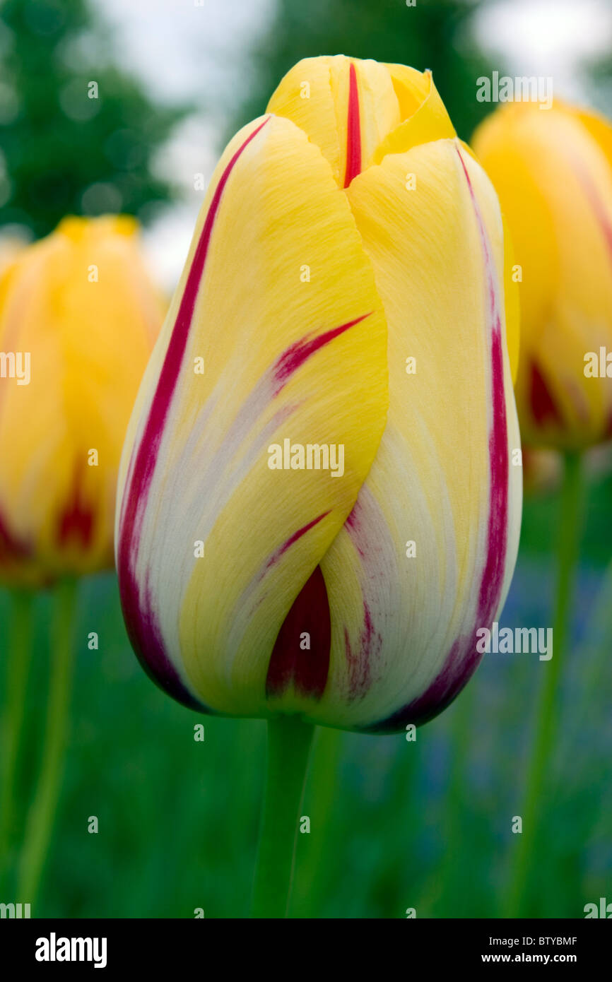 La Courtine tulips in the Keukenhof at Lisse the Netherlands. Type of