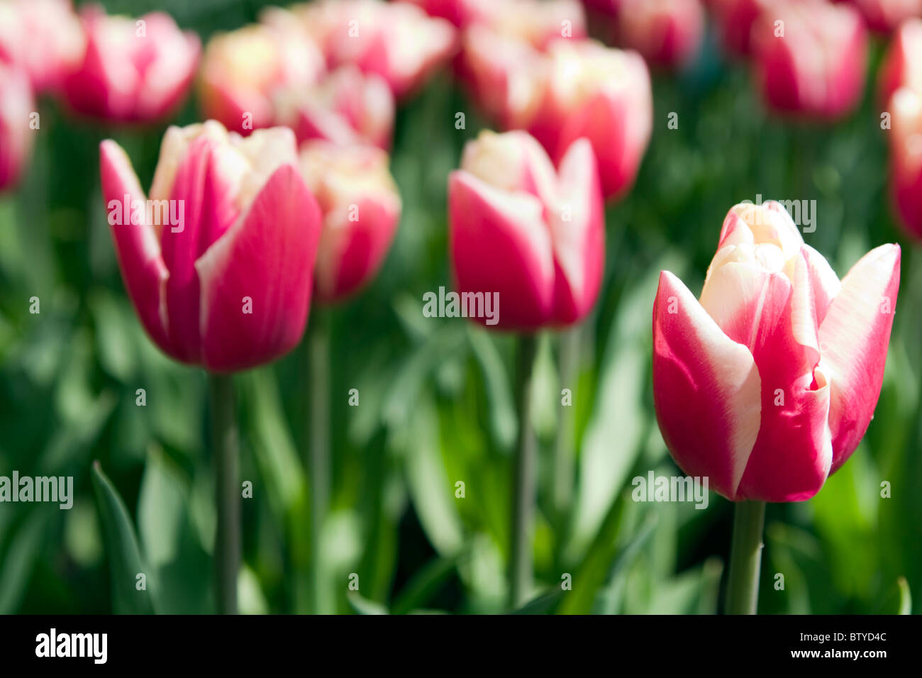 Wirosa tulips in the Keukenhof at Lisse the Netherlands. Type of flower: Double Late tulip Name: Wirosa Stock Photo