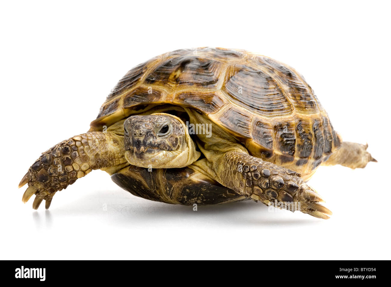 tortoise looking at camera isolated on white background Stock Photo - Alamy