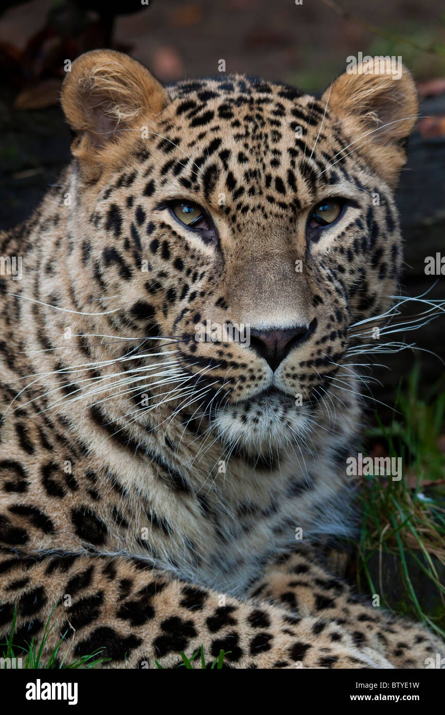 Persian leopard (Panthera pardus ciscaucasica), also called the Caucasian leopard Stock Photo