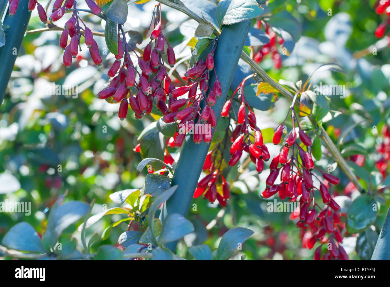 Ripe red berries of a barberry Stock Photo