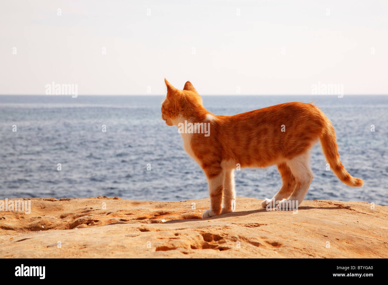 Stray ginger and white feral cat on Ayia Napa harbour wall looking out to sea Stock Photo