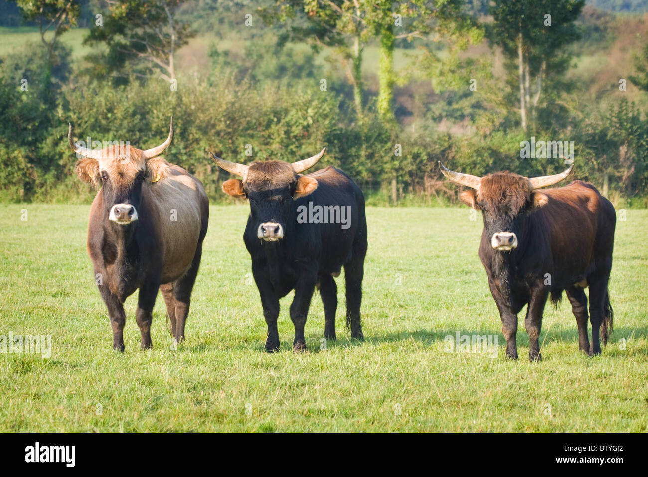 Three Heck Cattle lined up in a field in Devon UK Stock Photo