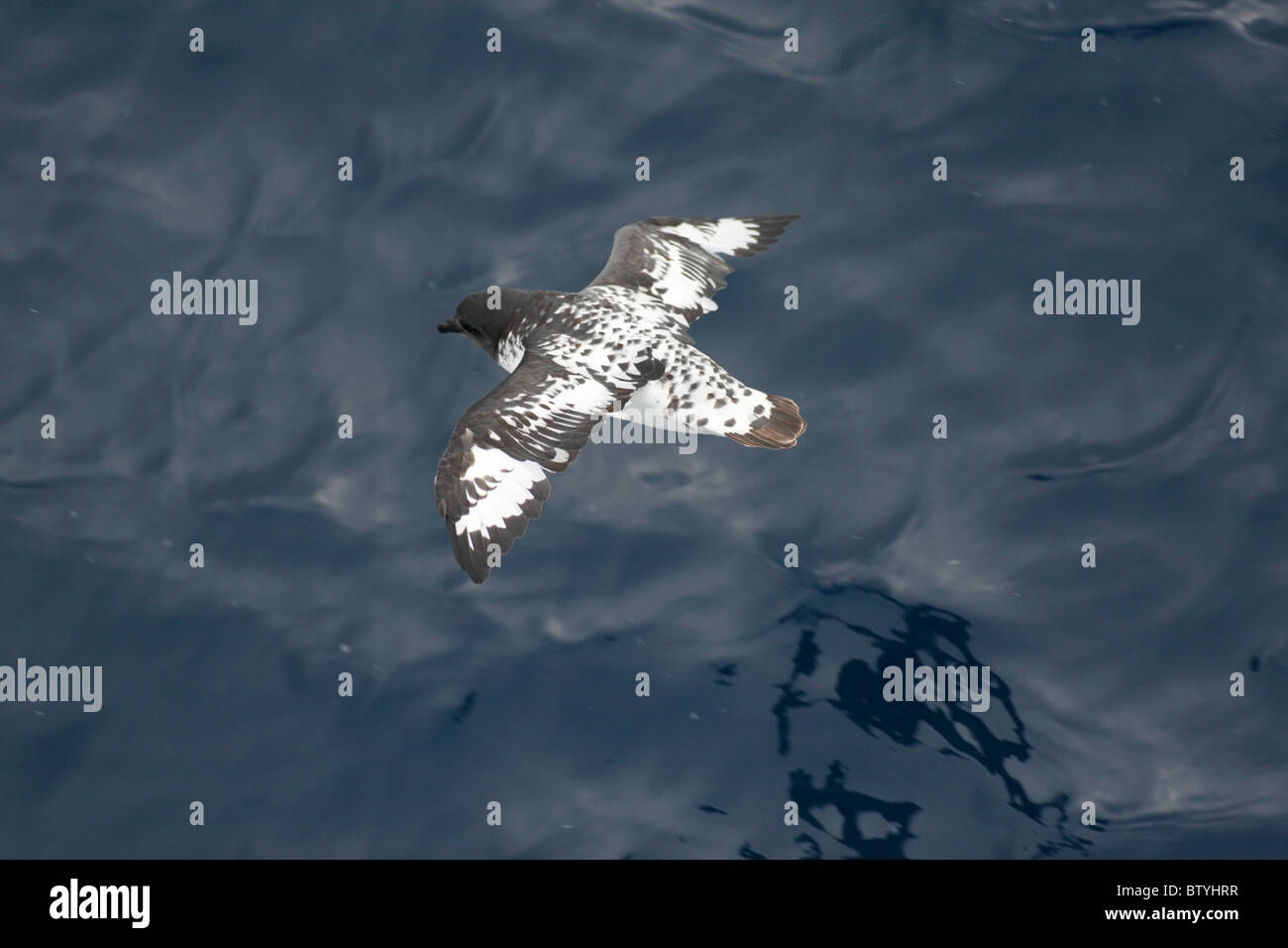 a speckled petrel in flight over sea Stock Photo