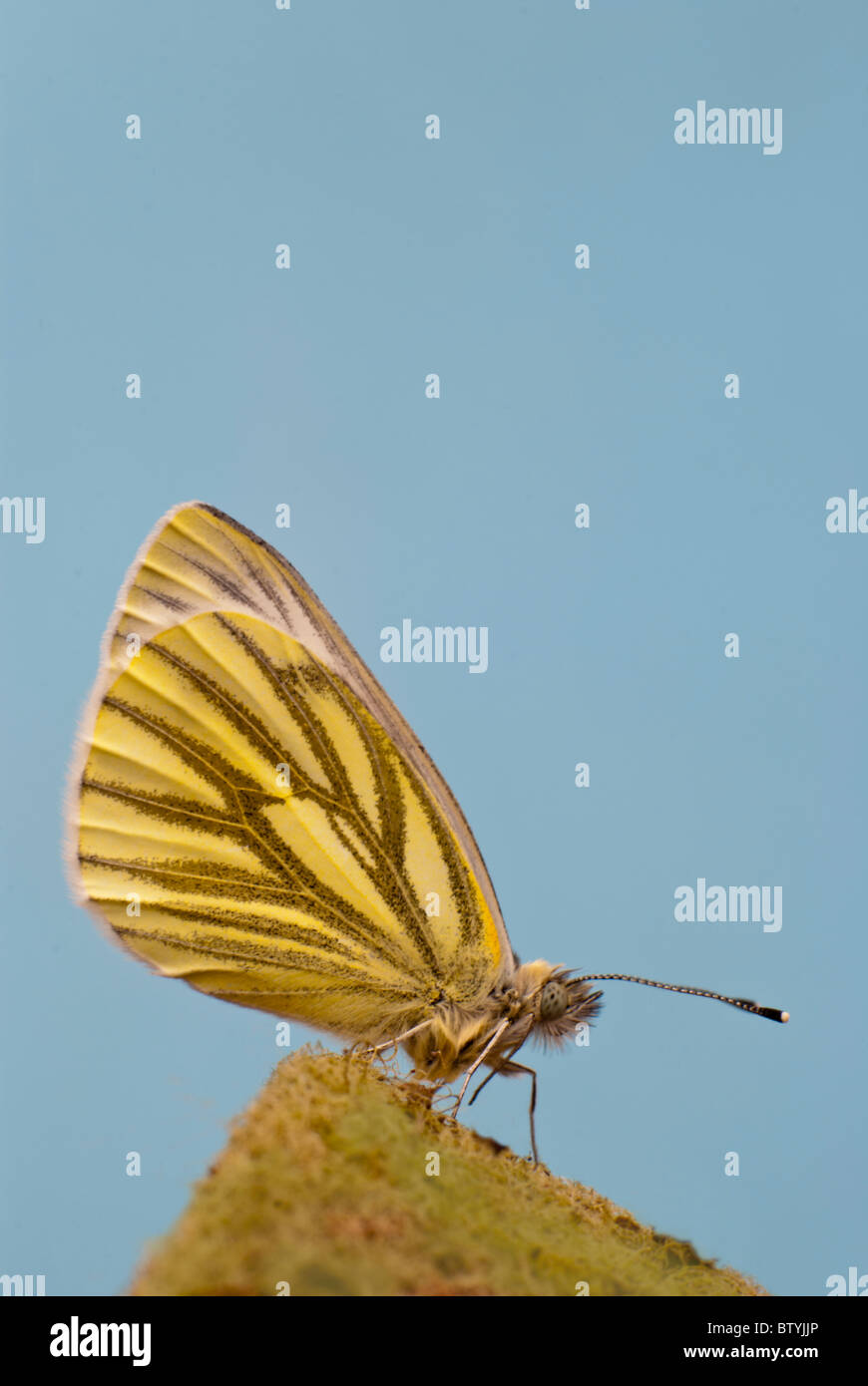 Butterfly eye ommatidia hires stock photography and images Alamy