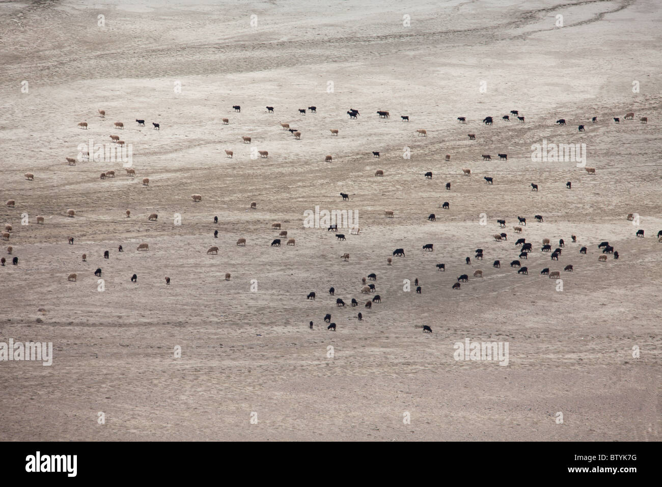 A large flock of sheep grazing on mountain pasture Stock Photo - Alamy