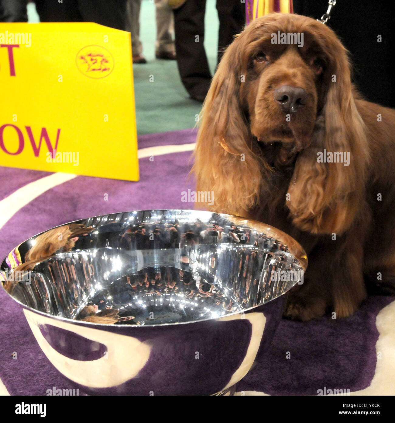 113th Annual Westminster Kennel Club Dog Show Stock Photo Alamy