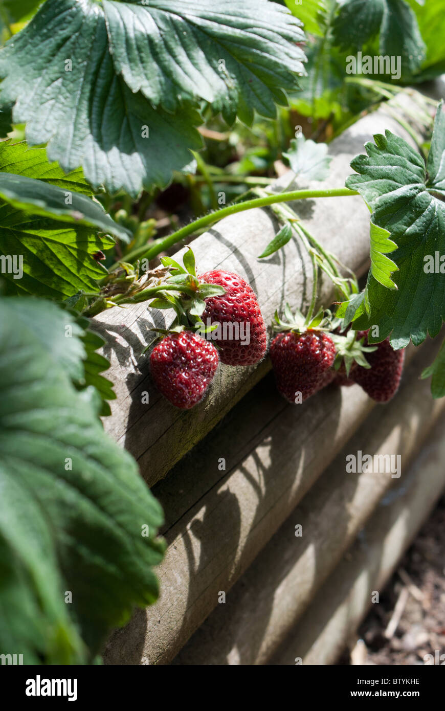 Strawberries growing in a raised bed Stock Photo - Alamy