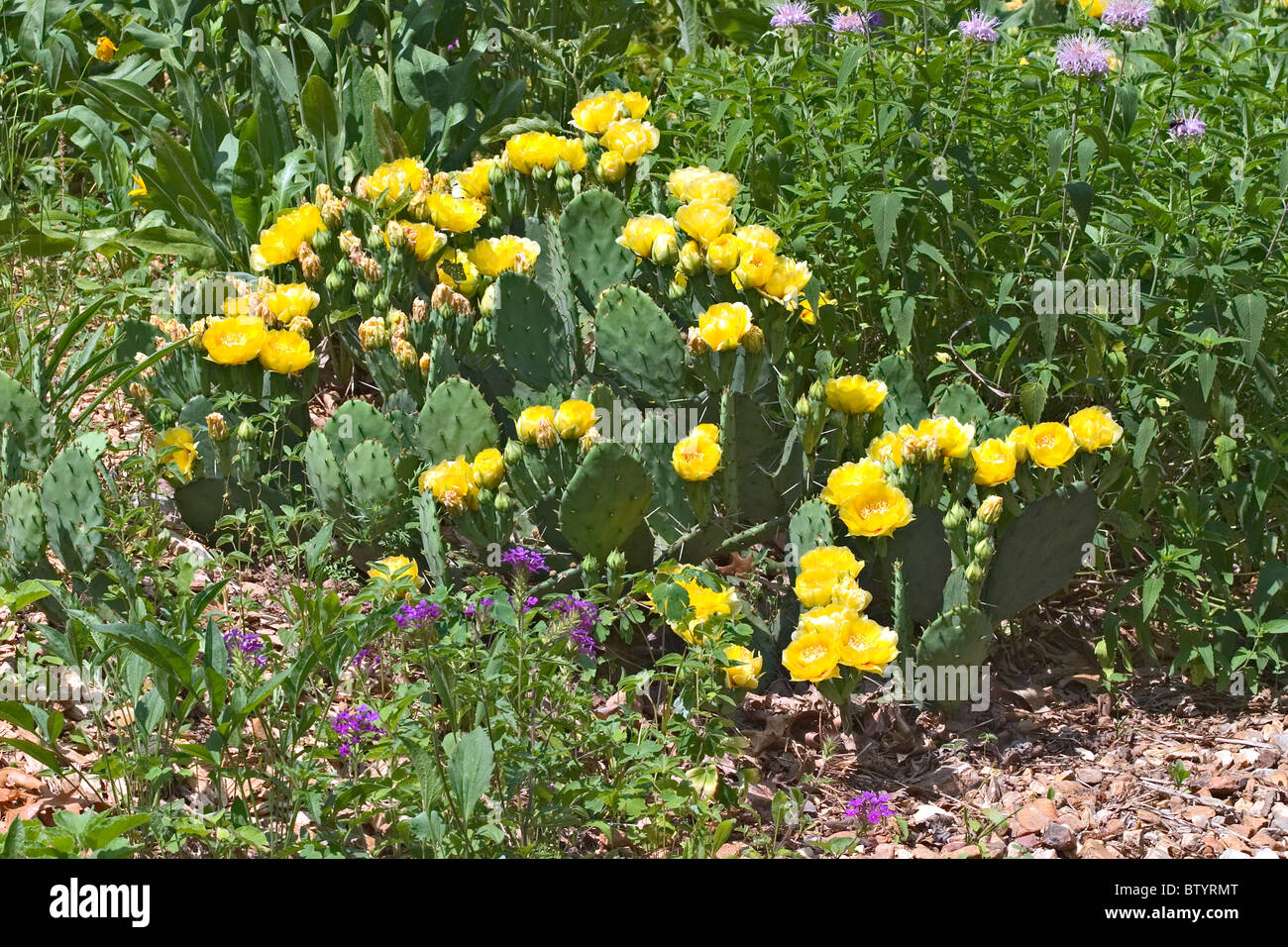 Eastern Prickly Pear cactus Stock Photo