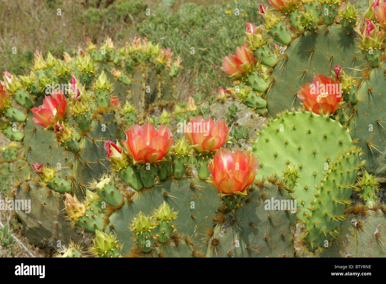 Engelmann Prickly Pear cactus Stock Photo