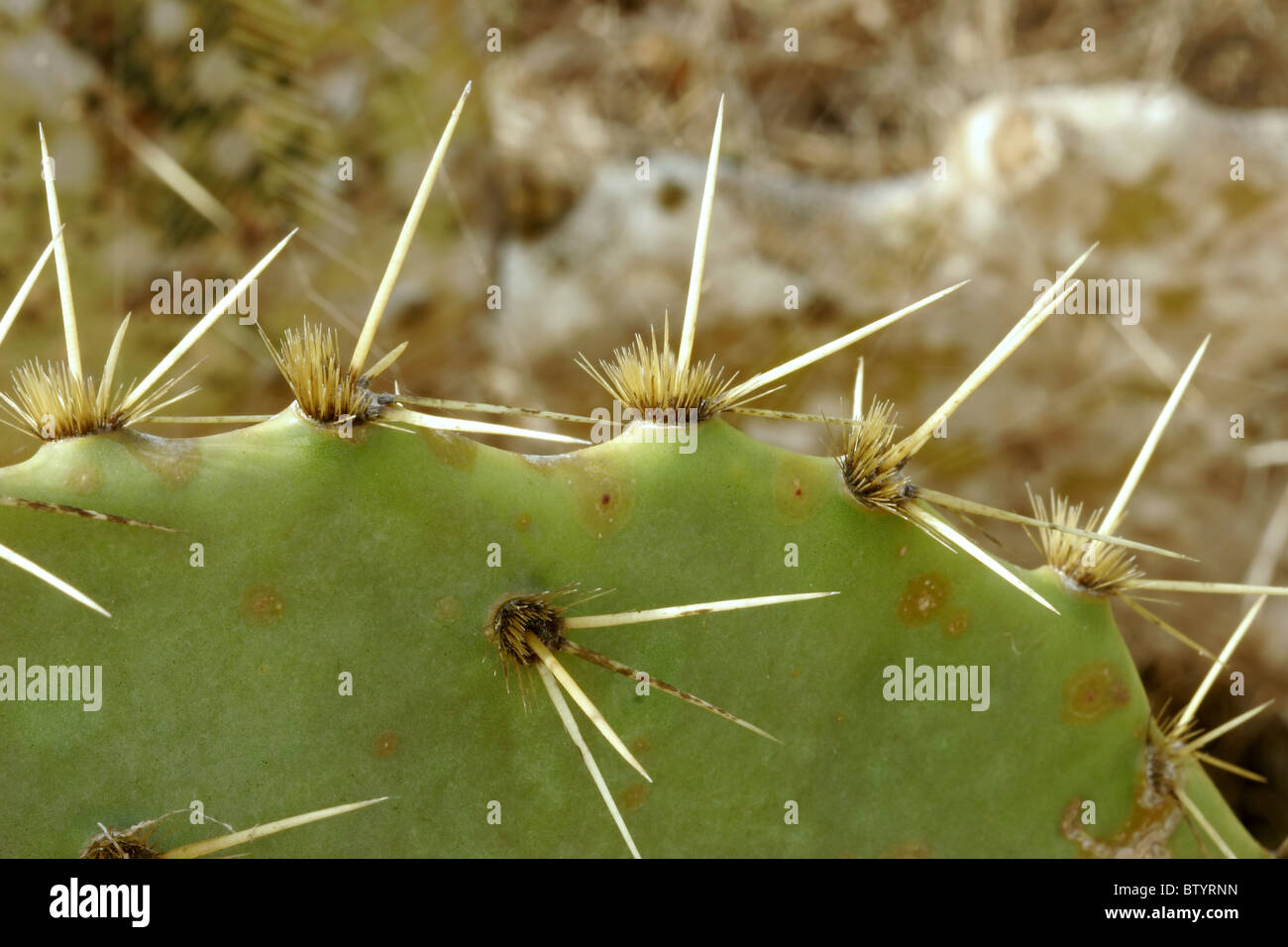 Engelmann Prickly Pear cactus Stock Photo