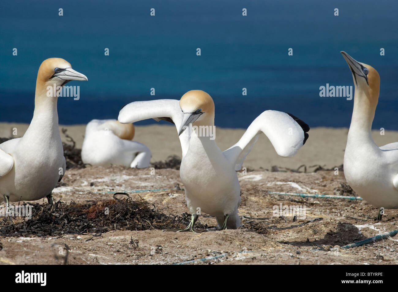 Australasian Gannets ( Morus serrator ), Cape Kidnappers Gannet Colony, Hawkes Bay, North Island, New Zealand Stock Photo